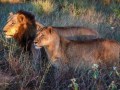Lions KNP