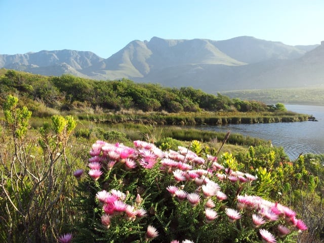 Fynbos, river and mountain Kogelberg reserve
