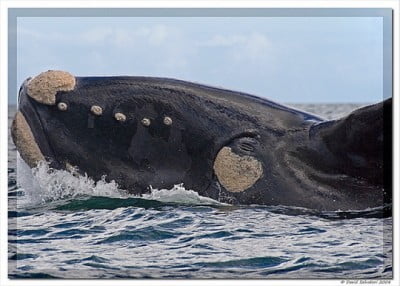 Hermanus is one of the world's best areas for whale watching