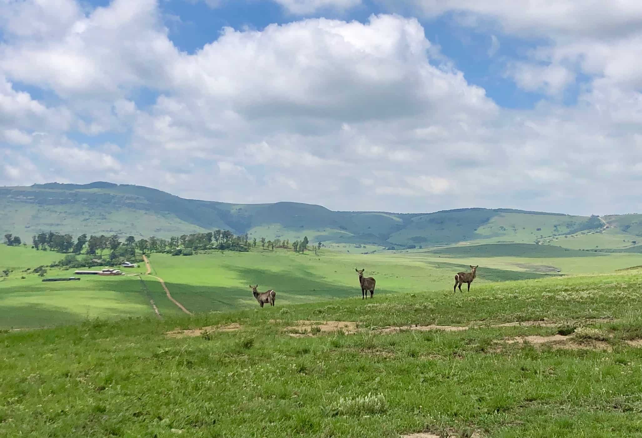 Drakensberg Giants Castle Hiking and wildlife experience