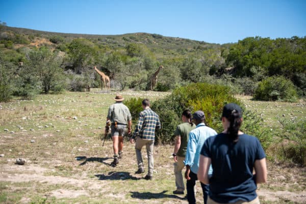 Fynbos landscape and wildlife-Garden Route game walk
