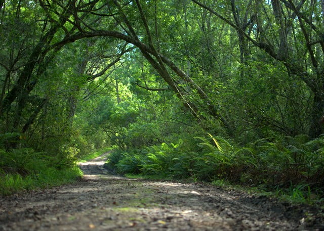 Knysna Forest and Coastal Walks